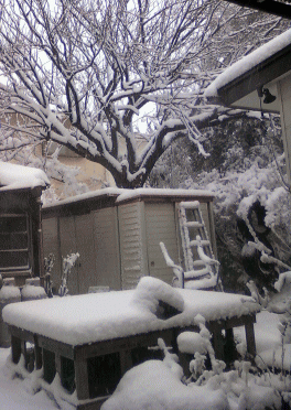 雪の庭
